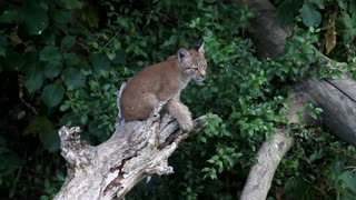 Lynx cub cute performance