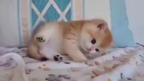 Awww so cute kitten