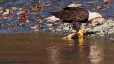Bald Eagle finds a salmon