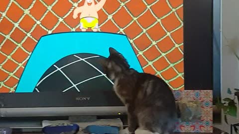 Cat Watching SpongeBob SquarePants