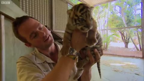 Handraising Newborn Twin Tiger Cups - BBC88 NEWS