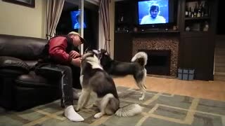 Huskies become extremely jealous when the other gets attention