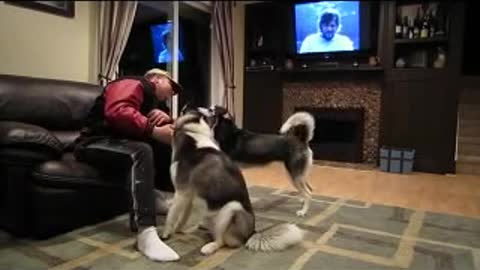 Huskies become extremely jealous when the other gets attention