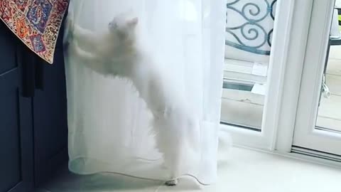 White Persian Cat Dances Behind Window Sheer