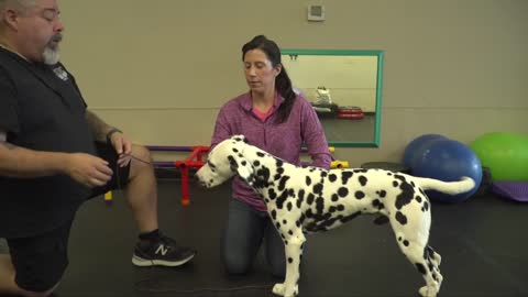 Dog Training | Dog | The Complete Head Straight Video with Trainer Eric Salas