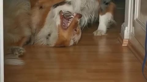 Cute Australian Shepards Playing