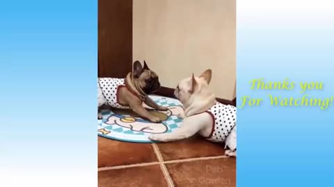 cats and dogs are very funny