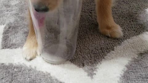Cute Puppy Loves to Lick Cups Clean [new 2019 pet video!]