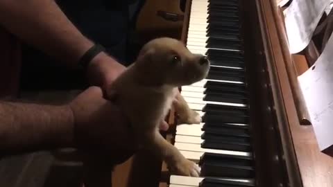 Puppy plays piano
