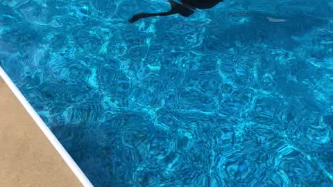 Amazing Pitbull Swimmer