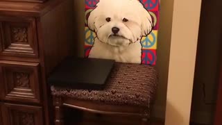 Small white dog doesnt like colorful painting of itself