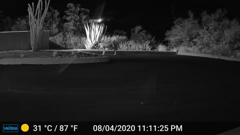 Nighttime Coyote checking things out