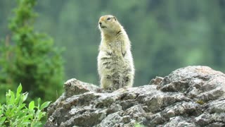 Arctic Ground Squirrel