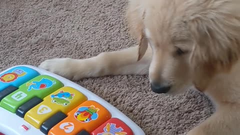 Puppy and piano