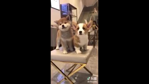 Funny Videos with pets