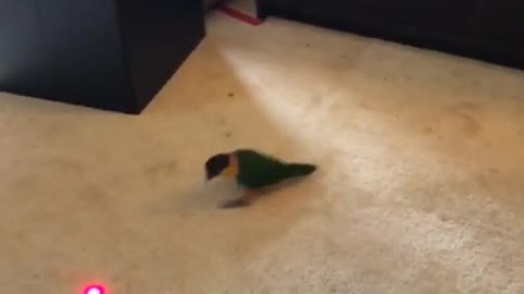 Parrot obsessed with chasing red dot