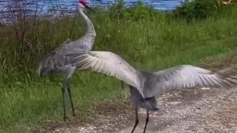 SANDHILL CRANE DANCING