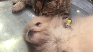 Kitten Comforts Puppy at Veterinary Clinic