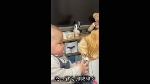 A cat trying to kiss a baby , very funny