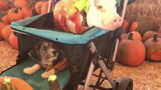 Dog and pig form an unlikely friendship