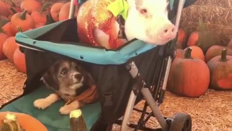Dog and pig form an unlikely friendship
