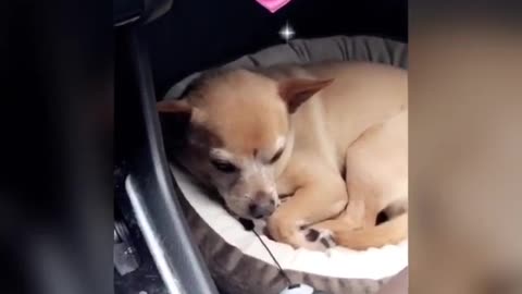 A Place for DOgy To sleep in the Car