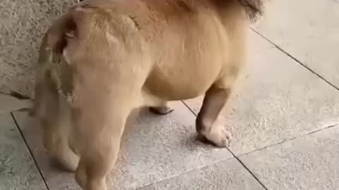 Wow! amazing! At first I thought it is a lion but it is a dog?