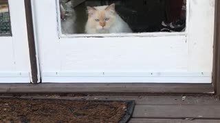 Jealous cat throws shade at neighborhood stray