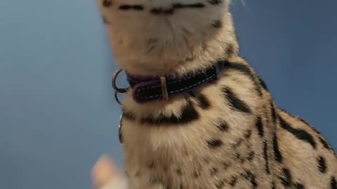 Serval cat getting excited