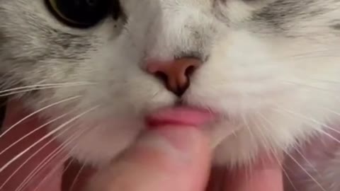 The cat whose anesthesia hasn’t disappeared is so cute