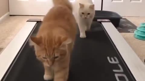 Some exercises to increase the fitness of cats😹😹