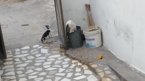 The Cat and her kittan try to find some thing to eat from small bucket