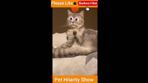 Funniest Cats and dogs Videos🐾🐶🐱 | Funny animals video | Funny Video😂"