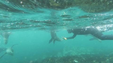 Sea Dogs Play with a cameraman in the ocean