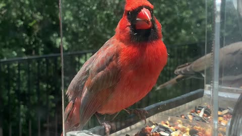 Beautiful male cardinal eating at a feeder