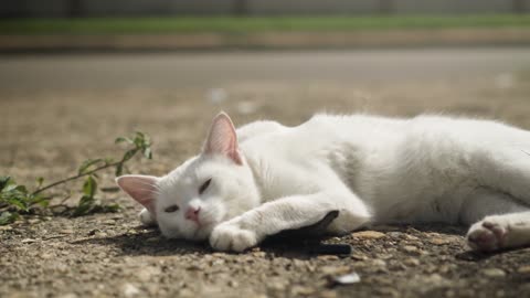 Cat in white color