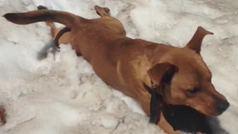 Dog body slides down snow-covered mountain peak