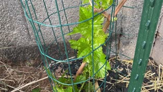 Thompson seedless grapevine leaves