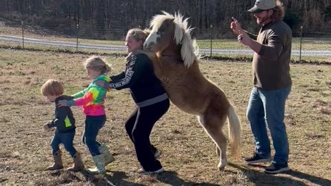 Mini Horse Conga Line