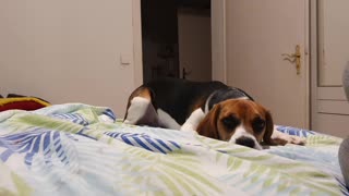 Playing with our cuttie Carla Beagle