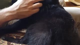 Black dog getting scratched by owner while sticking tongue out