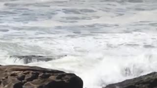 Guy standing on rocks with surfboard gets knocked over by big wave