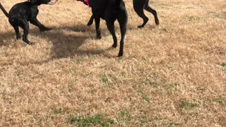 Our dogs enjoying the beautiful day