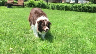 Border Collie looks to attack owner when toy isn't thrown