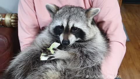 Raccoon eats Chinese cabbages deliciously.