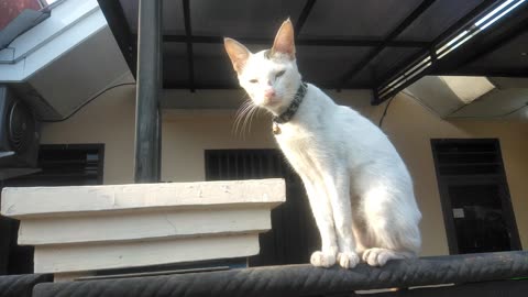 White cat over the fence