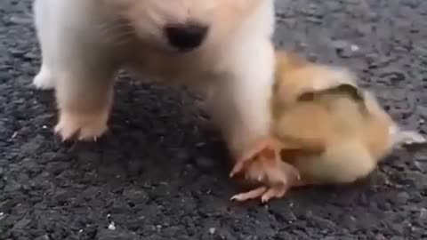 Small puppy playing on road