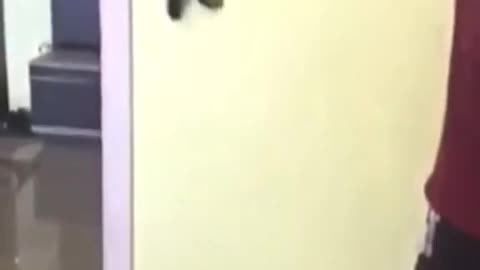 kitten running on the wall
