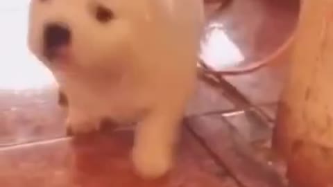 Dancing puppy 😍