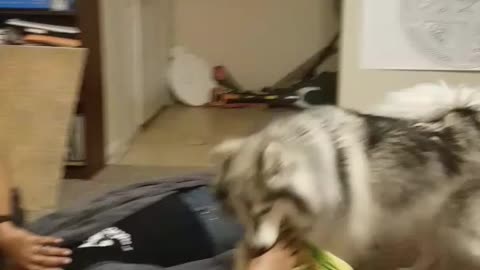 Fluffy husky playing inside